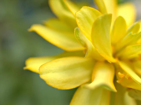 Closeup White Yellow Petals Zinnia Angustifolia Flower Plants Garden Green — Stock Photo, Image