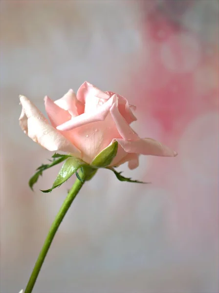 Closeup Macro Pink Rose Flower Sweet Blurred Background Lovely Card — Stock Photo, Image