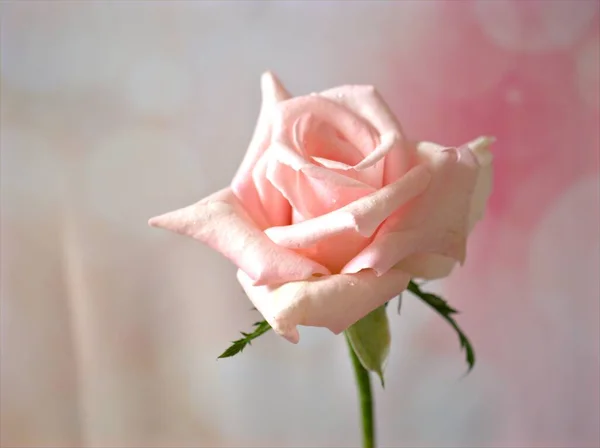 Closeup Macro Pink Rose Flower Sweet Blurred Background Lovely Card — Stock Photo, Image