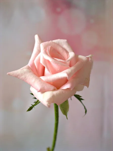 Nahaufnahme Makro Rosa Rose Blume Auf Süßem Verschwommenem Hintergrund Schön — Stockfoto
