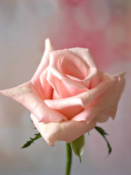 Closeup Macro Pink Rose Flower Sweet Blurred Background Lovely Card — Stock Photo, Image