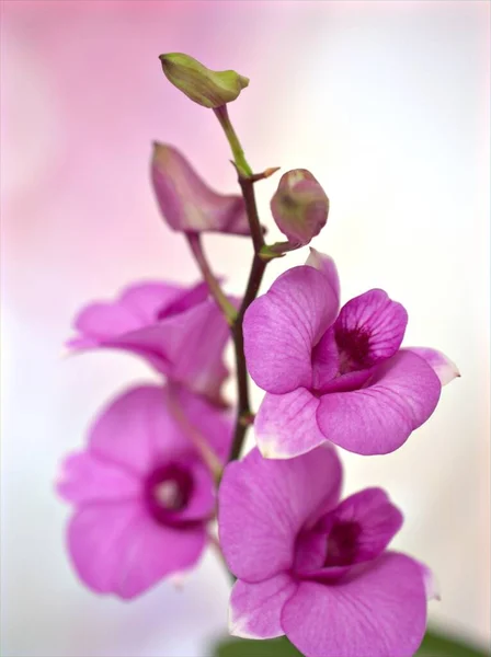 Primo Piano Macro Viola Cooktown Orchidea Fiore Con Gocce Acqua — Foto Stock