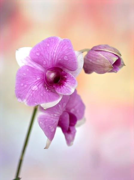 Detailní Makro Fialová Kuchyně Orchidej Květina Kapkami Vody Růžové Rozmazané — Stock fotografie