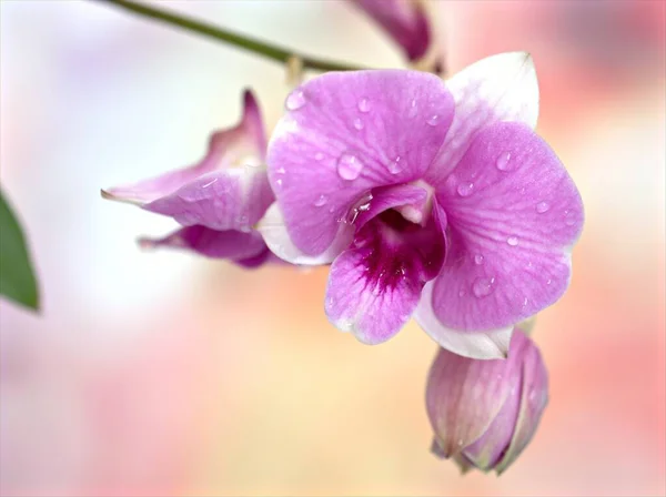 Primo Piano Macro Viola Cooktown Orchidea Fiore Con Gocce Acqua — Foto Stock