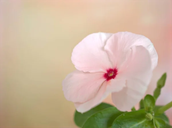 Closeup Macro Pink Petals Perwinkle Madagascar Flower Flower Bright Blurred — Stock Photo, Image
