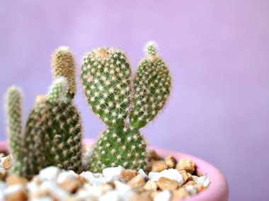 Kapalı kaktüs tavşan kulakları, Opuntioideae bitkileri mor renkli arka plan, makro görüntü, yumuşak odak, kart tasarımı için seet rengi