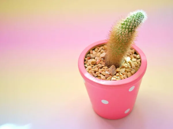 Close Cactus Woestijn Planten Met Zoete Kleur Achtergrond Cleisto Mammillaria — Stockfoto