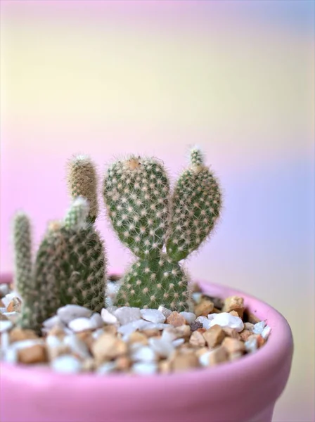 Closeup Cactus Bunny Ears Opuntioideae Plants Pot Purple Color Background — Stock Photo, Image