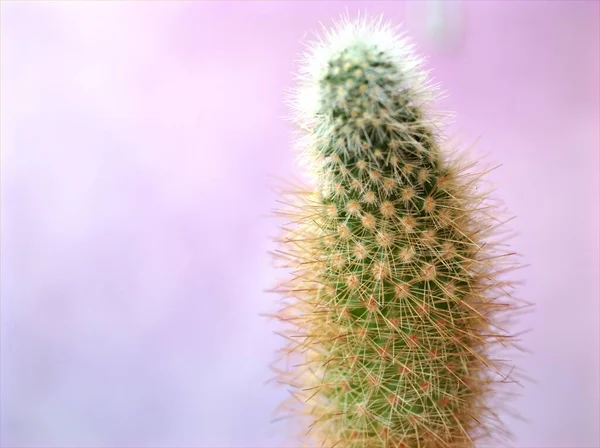 Närbild Kaktus Öken Växter Med Söt Färg Bakgrund Cleisto Mammillaria — Stockfoto