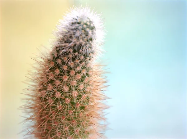 Closeup cactus desert plants with sweet color background, Cleisto Mammillaria elongata ,copper king cactus desert plant with soft focus and blurred background ,macro image