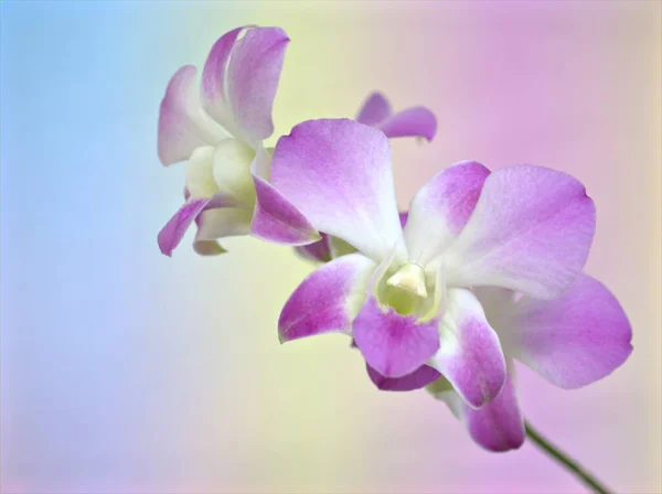 Primer Plano Macro Blanco Púrpura Orquídea Cooktown Flor Orquídea Bigibbum — Foto de Stock