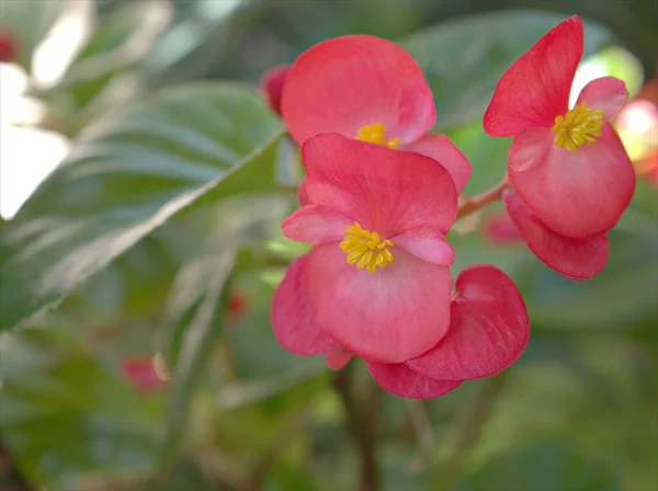 Macro Petali Rosa Begonia Bonanza Mangiano Piante Fiore Con Gocce — Foto Stock