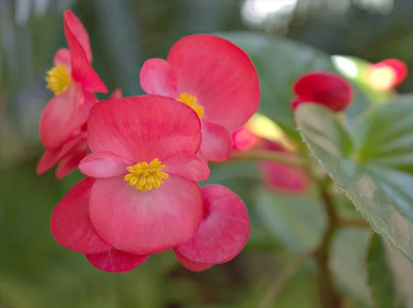 Närbild Makro Rosa Kronblad Begonia Bonanza Äta Blomväxter Med Vattendroppar — Stockfoto
