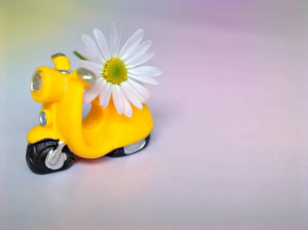 Yellow vespa scooter with white Daisy Flower on sweet background