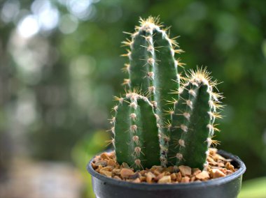 Yakın plan kaktüs Pilosocereus çöl bitkileri, yeşil bulanık arka plan, makro görüntü, siyah kapta kaktüs beyaz arka planda izole edilmiş.