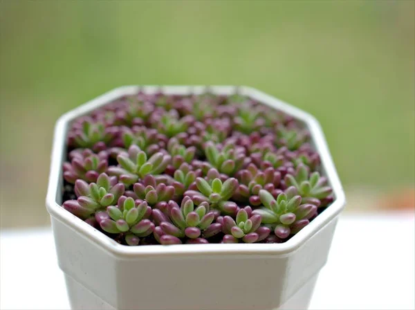 Closeup Purple Jelly Bean Succulent Plant Sedum Rubrotinctum White Pot — Stock Photo, Image