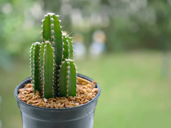 Closeup Cacto Pilosocereus Plantas Deserto Vaso Com Fundo Borrado Verde — Fotografia de Stock