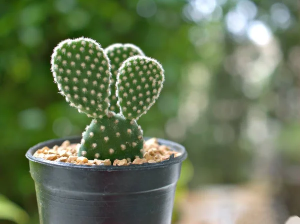 Kaktüs bahçede tavşan kulağı, yeşil bulanık, siyah tencerede Opuntioideae beyaz arka planda izole edilmiş.