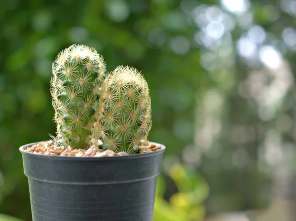 Plantas Close Mammillaria Elongata Kopper Cacto Rei Vaso Com Fundo — Fotografia de Stock