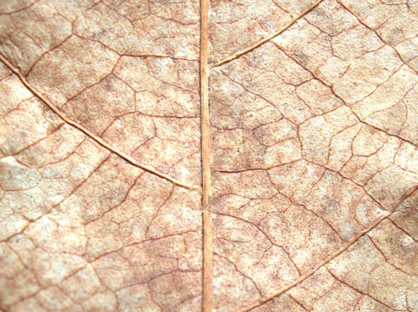 Closeup Macro Brown Dry Leaf Dead Leave Detail Blurred Background — Stock Photo, Image