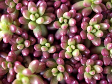 Yakın plan mor fasulye sulu bitki, Sedum rubrotinctum pembe bulanık arka plan, makro görüntü, kart tasarımı için yumuşak odak