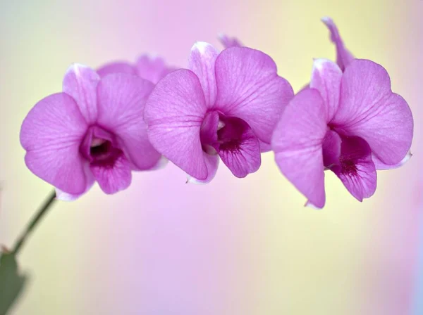 Detailní Makro Okvětní Lístky Fialové Kuchyně Růžová Orchidej Dendrobium Bigibbum — Stock fotografie