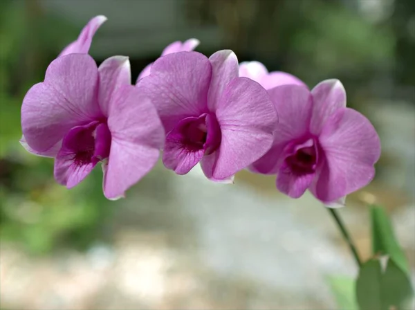 Detailní Makro Okvětní Lístky Fialové Kuchyně Růžová Orchidej Dendrobium Bigibbum — Stock fotografie