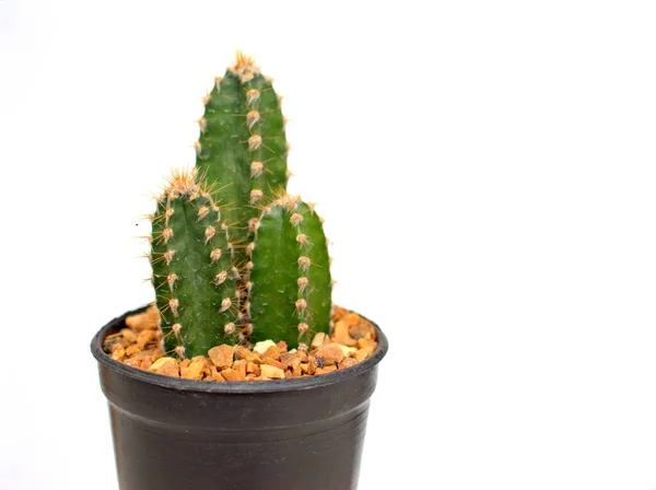 Closeup Cactus Pilosocereus Desert Plants Pot Green Blurred Background Macro — Stock Photo, Image