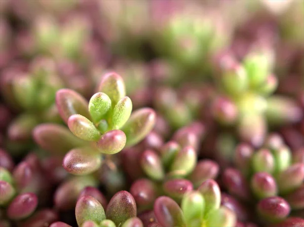 Planta Suculenta Haba Jalea Púrpura Primer Plano Sedum Rubrotinctum Maceta —  Fotos de Stock