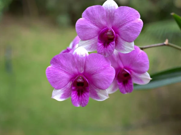 閉鎖マクロ花弁紫のクッキータウンピンクの蘭 Dendrobium Bigibbub蘭の花の植物と甘いピンクのぼやけた背景に柔らかい焦点 カードのデザインのための甘い色 — ストック写真