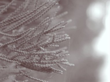 Kapalı bulanık makro yaprak çam yaprakları siyah beyaz resim ve bulanık arkaplan, kart tasarımı için eski moda fotoğraf