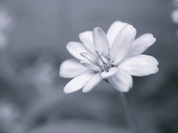 Closeup Blur Macro Zinnia Angustifolia Flowers Plants Black White Image — Stock Photo, Image