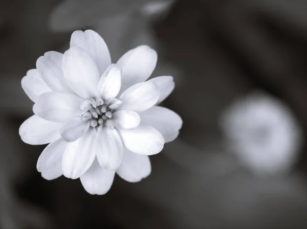 Närbild Suddig Makro Zinnia Angustifolia Blommor Växter Svart Och Vitt — Stockfoto