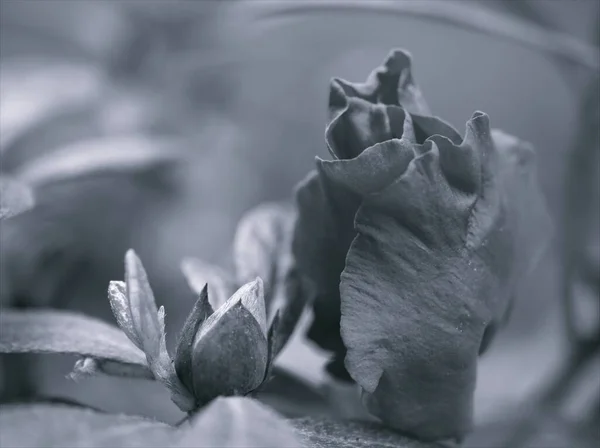 Κοντινό Πλάνο Blur Macro Azalea Rhododendron Indicum Τριαντάφυλλο Λουλούδια Φυτά — Φωτογραφία Αρχείου