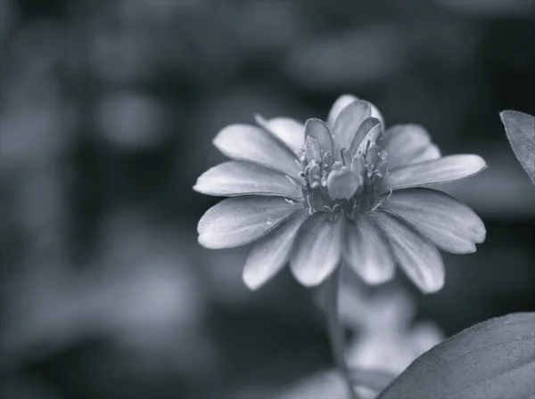 Macro Sfocatura Primo Piano Zinnia Angustifolia Fiori Piante Bianco Nero — Foto Stock