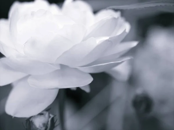 Κοντινό Πλάνο Θαμπάδα Μακρο Πέταλα Από Τριαντάφυλλο Λουλούδια Φυτά Μαύρο — Φωτογραφία Αρχείου