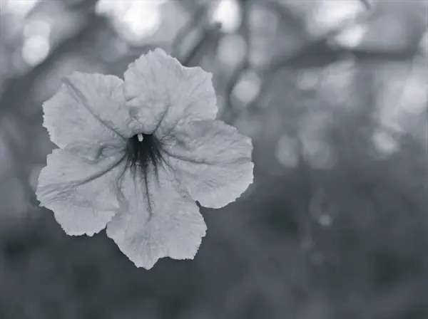 Nahaufnahme Unschärfe Makro Ruellia Toberosa Wilde Petunienblüte Schwarz Weiß Bild — Stockfoto