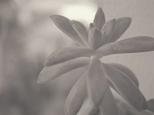 Closeup Blur Macro Succulent Ghost Plant Graptopetalum Paraguayense Plant Black — Stock Photo, Image