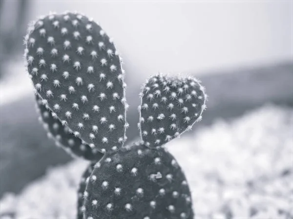 Closeup Blur Macro Cactus Bunny Ears Opuntioideae Plant Black White — Stock Photo, Image