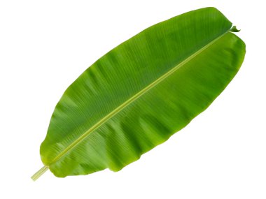 Muz yaprağı izole edilmiş beyaz arkaplan.