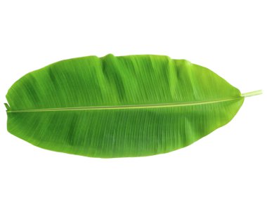 Beyaz arkaplanda muz yaprağı izole.