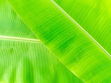 arkaplan için muz yaprağı.