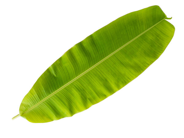 Banana leaf isolated white background.