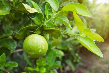 Yeşil kireç ve bulanık arka planda ağaç kireçlenmesi. Tropikal meyveler C olarak yüksek Tayland meyveleri kavramına sahiptirler..