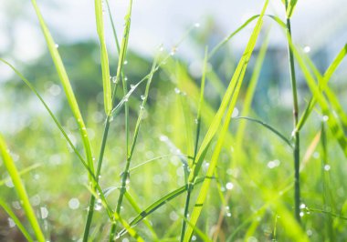  Taze yeşil çimlerin bulanık görüntüsü. Sabah damlaları yakın plan.