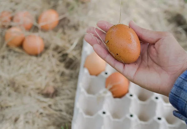 Farmer hand holding egg on blur image of eggs on hay with paper egg panel. organic chicken raising. don\'t use chemicals. organic farmer concept.