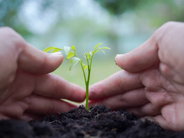 Environment Concept Close Hands Growing Nurturing Tree Green Blur Background — Stock Photo, Image