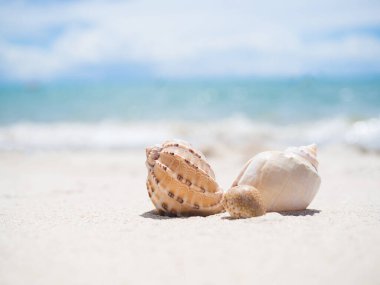 Mavi deniz ve mavi gökyüzü arkaplanının bulanık görüntüsüyle kumsalda deniz kabuğu. Okyanus pattaya thailand. Yaz tatili için seyahat.