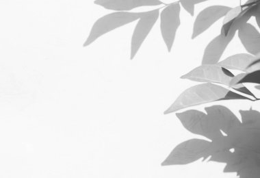 Gölge Arkaplan Arkaplanı Ayrıntılı Duvar Işığı Efekti Beyaz Bitki Arka Planı Moda Minimum Baharı Gri Görüntü Görüntü Şablonu Poster Kartı.