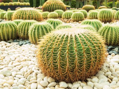 Fıçı Kaktüsü Sarı Diken Kaktüsü Beyaz Çakıl Çakıl Arkaplan Kaktüsü Sulu Park Dekoratif Doğa Tasarımı, Kuru Taze Doku Bahçesi Tropikal Yaz Asya, Çevre Ekolojik Sistem Kavramı.